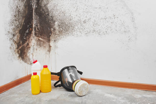 Attic Mold Removal in Reese, MI