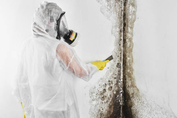 Best Toxic Mold Removal  in Reese, MI