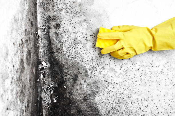 Best Professional Mold Removal  in Reese, MI