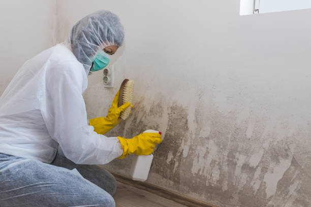 Best Best Mold Removal Companies  in Reese, MI