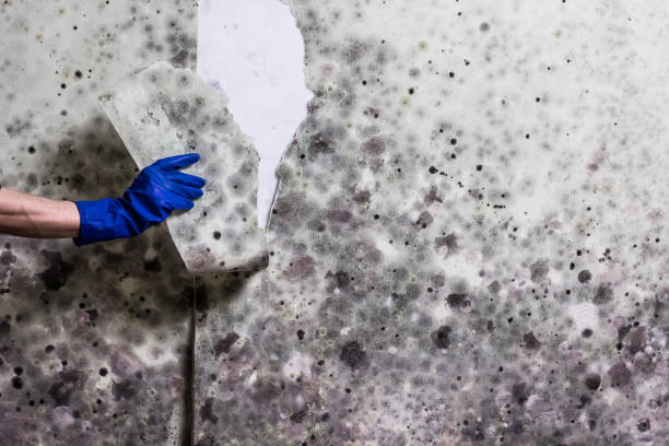 Best Mold Remediation Services  in Reese, MI