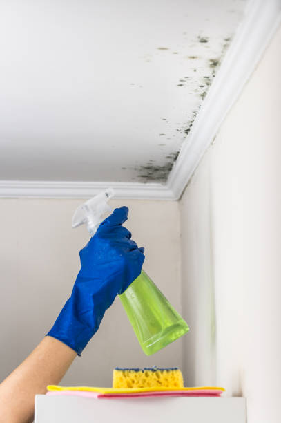 Office Mold Removal Services in Reese, MI